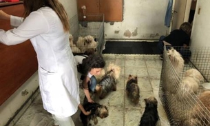 Polícia resgata mais de cem cães com sinais de maus-tratos em canil clandestino
