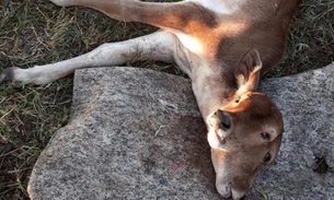 Bezerro nasce com duas cabeças em fazenda no interior