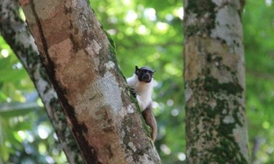Inscrições para escolha de identidade visual do mascote Sauim-de-Manaus encerram este mês