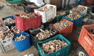 Polícia apreende 5,3 toneladas de carnes 'estragadas' que seriam vendidas em Manaus