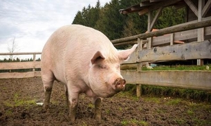 Idoso morre após ter pênis arrancado durante briga com porco