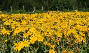 Arnica é poderoso anti-infamatório, melhora reumatismo e muito mais. Conheça benefícios