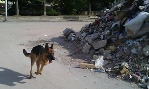 Cão farejador que ajudou no resgate de vítimas de terremoto morre envenenado