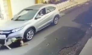 Vídeo flagra motorista atropelando cruelmente cachorros em rua no Maranhão