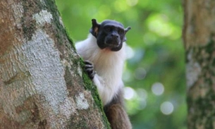 12 propostas são aprovadas para eleger o nome do mascote Sauim-de-Manaus