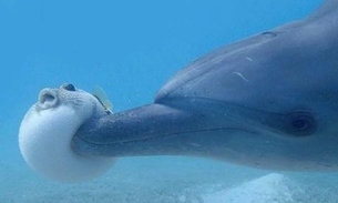 Pesquisadores descobrem golfinhos que ficam chapados com ‘ajuda’ dos baiacus