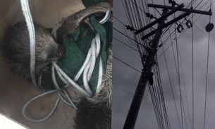 Preguiça sobe em poste e interrompe fornecimento de energia em bairro de Manaus