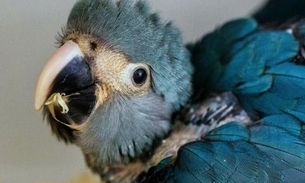 Arara-azul está provavelmente extinta da natureza, indica estudo