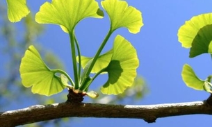 Chá de planta medicinal ajuda no tratamento da trombose. Saiba mais