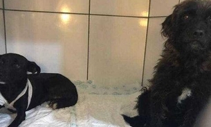 Homem é preso após ser flagrado esfaqueando dois cachorros