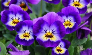 Manaus recebe a 6ª edição do Festival das Flores de Holambra