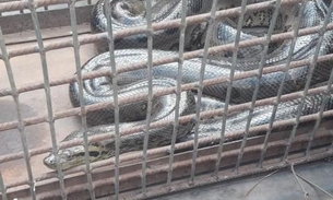 Ninho de cobras é encontrado em bueiro após sucuri de 4 metros atacar um cavalo 