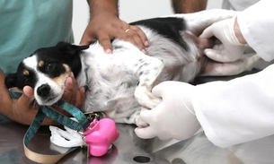 Ação oferta exames e avaliação médica gratuita para Pets em Manaus