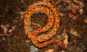 Polícia Ambiental busca jiboia desaparecida em prédio de Brasília