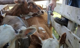 Segunda etapa da vacinação contra febre aftosa começa nesta quinta no Amazonas