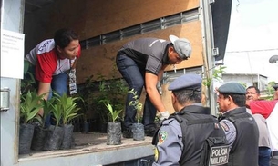 Distribuição de mudas atrai crianças, adolescentes e idosos em Manaus