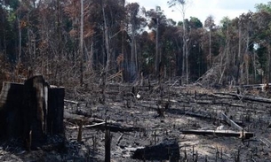 Amazônia tem aumento no desmatamento durante a campanha eleitoral 