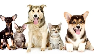 Hospital Veterinário realiza triagem para identificação de câncer de próstata em pets 