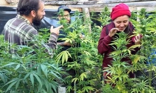 Brasileiros mudam de vida e de país para investir em maconha legalizada