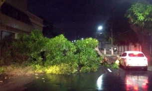 Em Manaus, temporal derruba árvore no meio de avenida e causa transtornos no trânsito