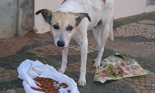 Campanha “NatAU Animal” arrecada mantimentos para abrigos de cães e gatos abandonados