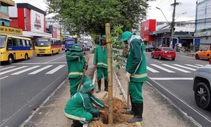 Prefeitura intensifica reposição de mudas e paisagismo com a chegada do período chuvoso