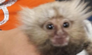 Preso em caixa de leite, filhote de macaco é resgatado enquanto era vendido em shopping