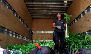 Pedágio ambiental distribui 600 mudas nesta quarta-feira