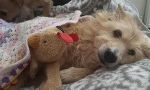 Mulher salva cão que foi estuprado por 5 anos