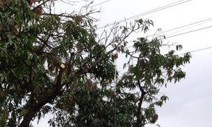23 árvores são podadas para reduzir mortes de periquitos em Manaus