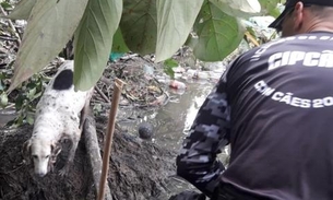   Enterrado em cova rasa, corpo de jovem foi arrastado por igarapé e rodeado por jacarés em Manaus