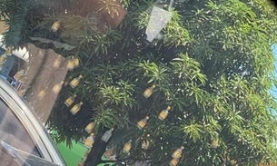 Árvore de ‘natal' enfeitada com garrafas de cachaça é atração em Manaus