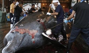 Japão anuncia que retomará caça comercial de baleias no ano que vem