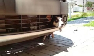 Cadela fica presa ao tentar se esconder de fogos e viaja mais 100 km em para-choque de carro