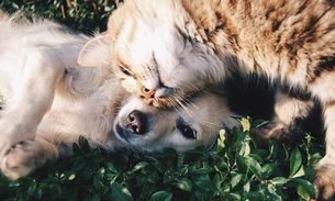 Evento promove adoção responsável de cães e gatos em shopping de Manaus