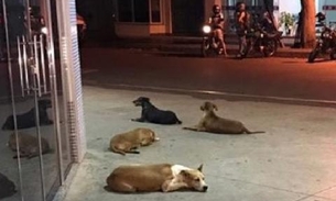 Cachorros aguardam por morador de rua que foi internado em hospital no Paraná