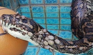 Cobra achada com 511 carrapatos passa por tratamento para anemia