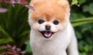 Cachorro com o título de ‘mais fofo do mundo’ morre aos 12 anos