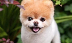 Morre Boo, o 'cãozinho' mais querido do mundo