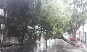 Árvore tomba durante chuva e deixa ruas dos centro de Manaus sem energia elétrica 