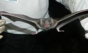 FMT descarta raiva em pacientes atacados por morcegos na zona rural de Manaus