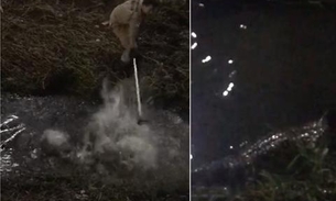 Jacaré é encontrado por populares em praça de Manaus; Vídeo