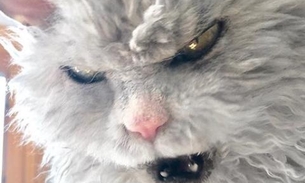 Expressão 'sinistra' de gato chama atenção e viraliza na internet; Veja