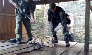 Ribeirinhos acionam polícia para resgatar onça-pintada no Amazonas