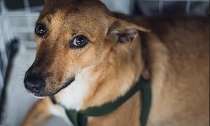 Evento para adoção de cães e gatos acontece neste sábado