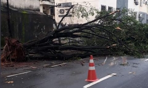 Árvore tomba durante temporal e complica o trânsito em Manaus