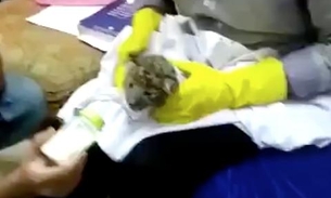 Homem é flagrado com filhote de leopardo escondido na bagagem em aeroporto