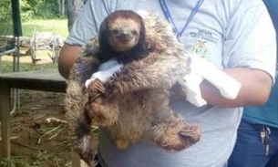 Preguiça é resgatada após sofrer descarga elétrica em unidade de conservação em Manaus