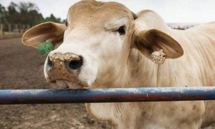 Vacas recorrem a aplicativo de relacionamentos para encontrar parceiro e acasalar