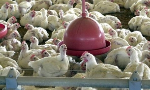 BRF recolhe carne de frango por risco de contaminação por salmonella
